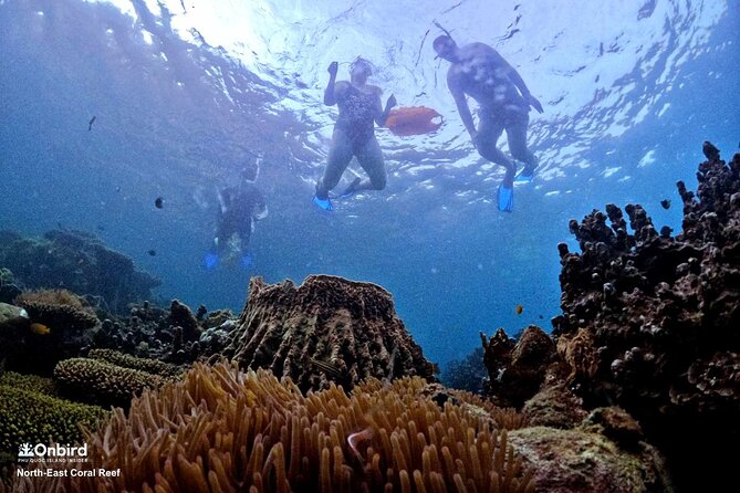 PROFESSIONAL SNORKELING to Explore Hidden Coral Spots (MAX 9 PAX) - Snorkeling Equipment Provided