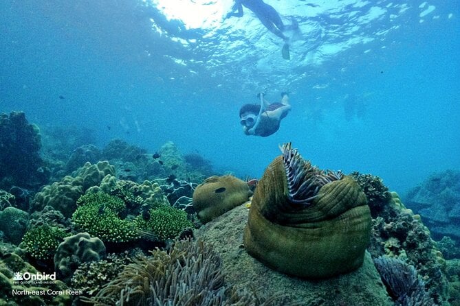 PROFESSIONAL SNORKELING to Explore Hidden Coral Spots (MAX 9 PAX) - Refreshments Served