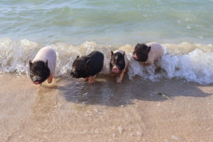 Progreso Island Swing and Pig Beach Club Day Pass - Frequently Asked Questions