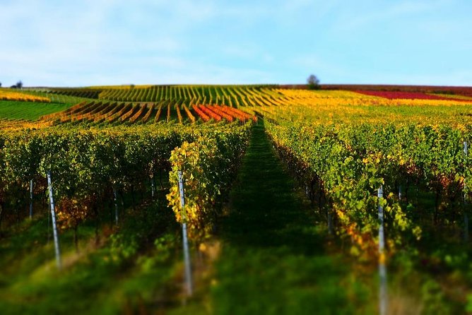 Proposals and Romantic Experiences in Tuscany - Intimate Tuscan Winery Tour