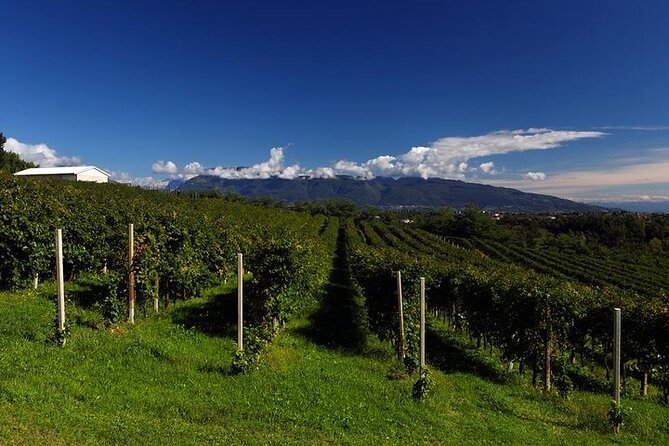 Prosecco Experience. Wine Tasting. Full Day From Treviso - Positive Guest Reviews and Ratings