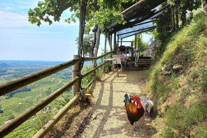Prosecco Hills Tour With Wine Tasting & Lunch From Venice Treviso - Scenic Drive Through Prosecco Hills