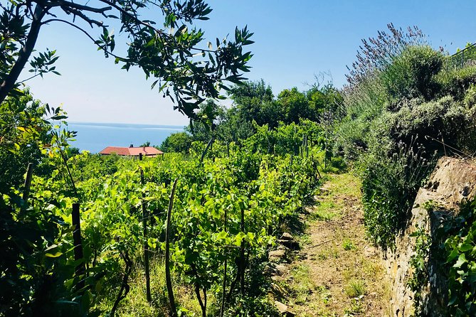 Prosecco Origins Wine Experience - Discover Prosecco History