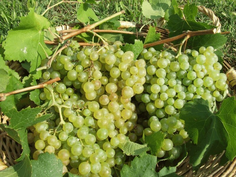 Prosecco Tasting in Countryside Winery - Experience Overview