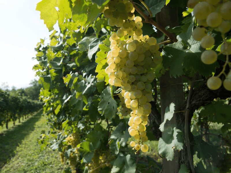 Prosecco Tasting in Countryside Winery - Inclusions and Exclusions