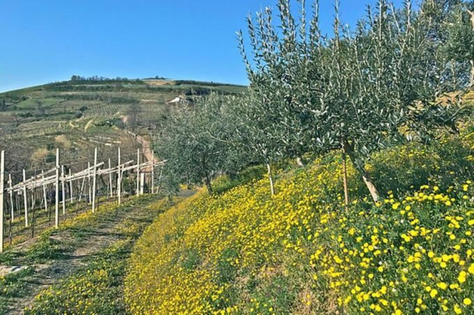 Prosecco Wine Tasting Tour. Half Day. From Venice - Private Group Options