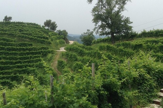 Prosecco Wine Tour. Half-day. From Venice - Inclusions and Logistics