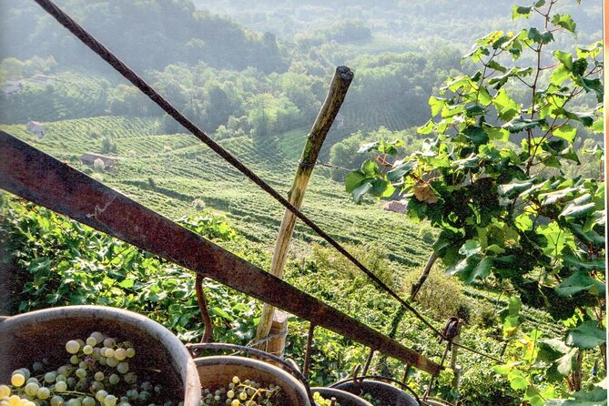 Prosecco - Wine Tour & Tasting - Full Day in the Prosecco Region - Wine Tasting Costs and Lunch