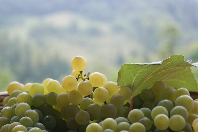 Prosecco'S Roots & the Karst Region From Trieste - Traversing Scenic Drives in the Region