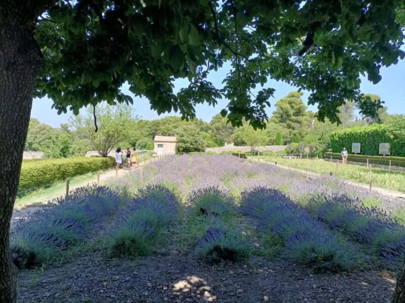Provencal Elegance: Lavender, Olive Oil, and Wine Odyssey - Just The Basics