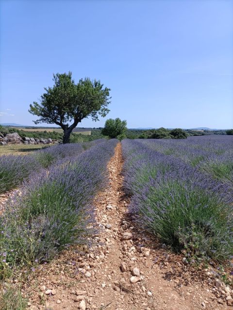 Provencal Elegance: Lavender, Olive Oil, and Wine Odyssey - Valensoles: Lavenders Heartland