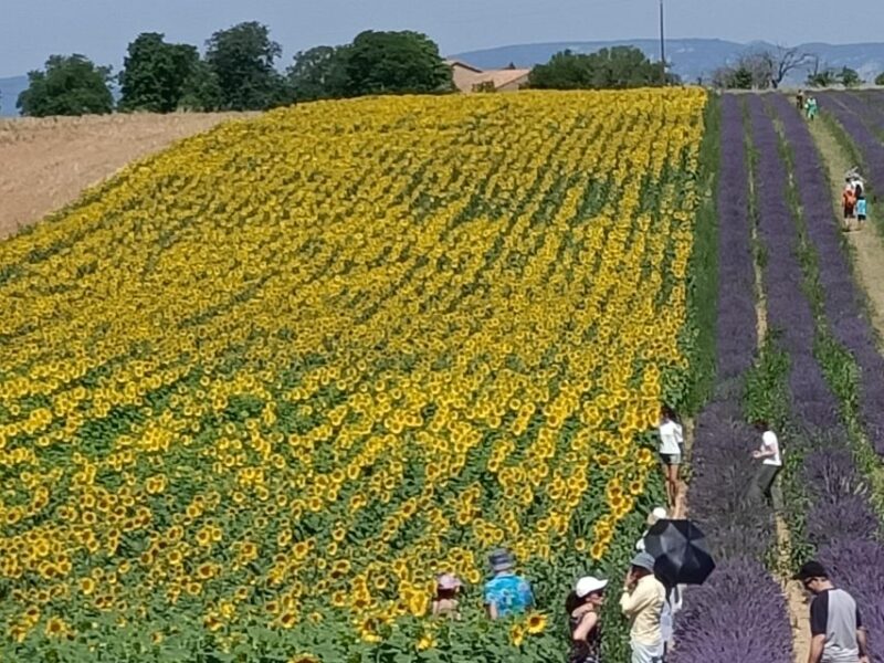 Provencal Elegance: Lavender, Olive Oil, and Wine Odyssey - Booking Your Provencal Odyssey