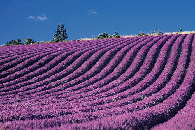 Provence and Lavender - Private & Guided Full Day Tour - Price Guarantee
