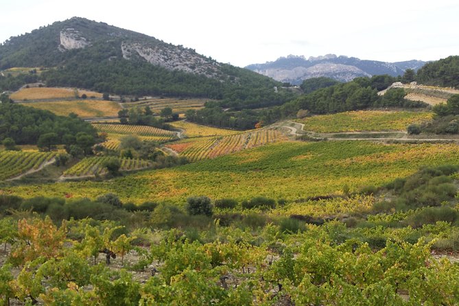 Provence Cru Wine Small-Group Half-Day Tour From Avignon - Wine Tasting Experience