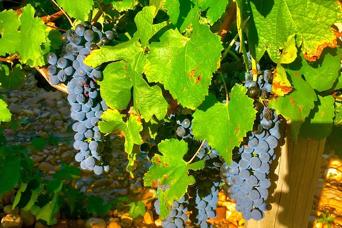 Provence Cru Wine Small-Group Half-Day Tour From Avignon - Meeting and Pickup