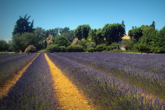 Provence Lavender Fields Tour From Aix-En-Provence - Lavender Field Destinations