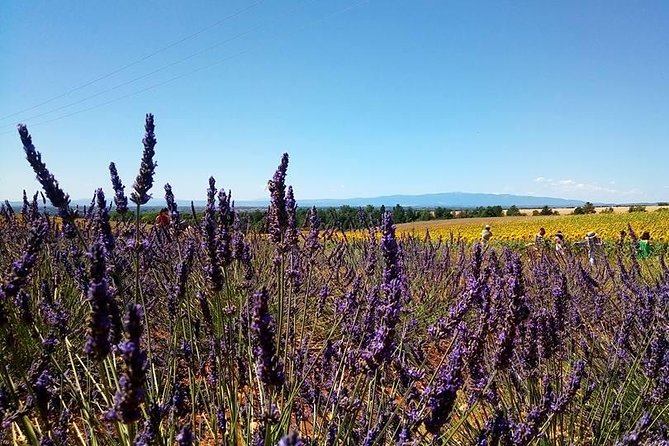 Provence Lavender Fields Tour From Aix-En-Provence - Meeting and Pickup