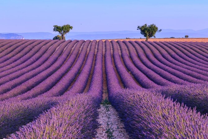 Provence Lavender Fields Tour in Valensole From Marseille - Meeting and End Point