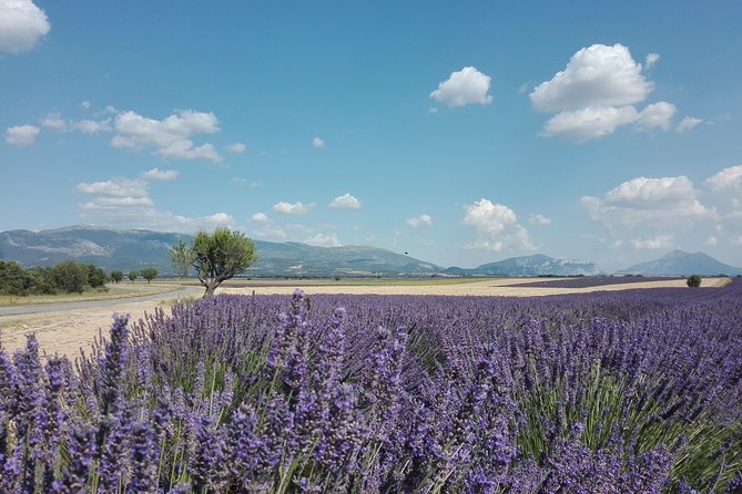 Provence Lavender Fields Tour in Valensole From Marseille - Moustiers Sainte-Marie