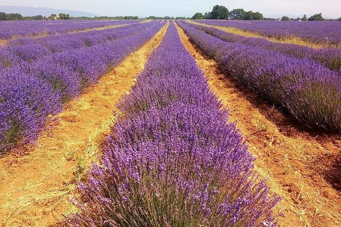 Provence Lavender Full Day Tour From Avignon - Souvenir Shopping Opportunities