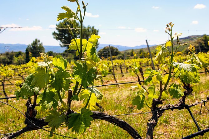 Provence - Mont Sainte Victoire in Search of Cézanne Private Wine Tour - Reviews and Ratings