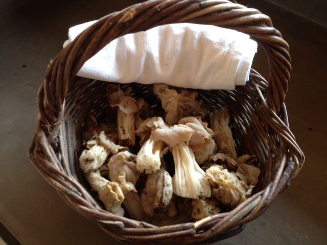 Provence: Mushroom Hunting With Outdoor Breakfast - Uncovering Mushroom Diversity in Provence