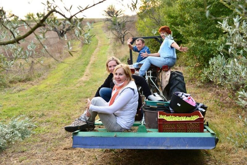 Provence Olive Harvest - Activities Offered