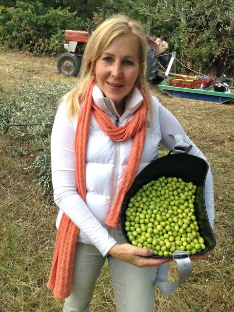 Provence Olive Harvest - Olive Oil Production