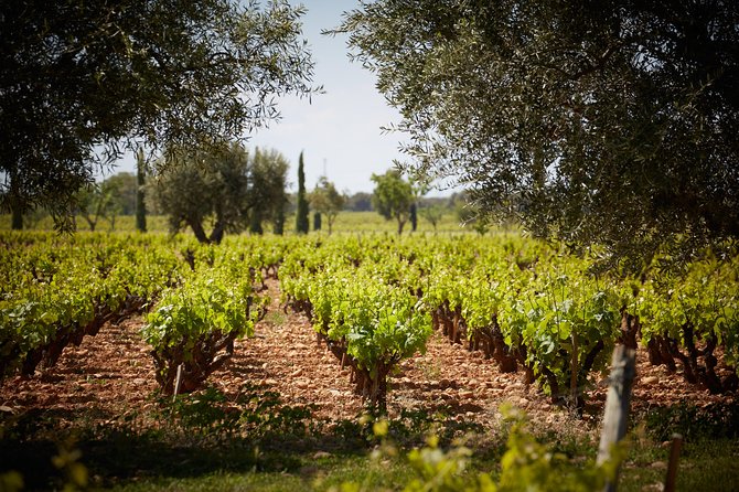 Provence Private Full Day Wine Tour With Wine Tasting - Visiting Les Arcs Sur Argens