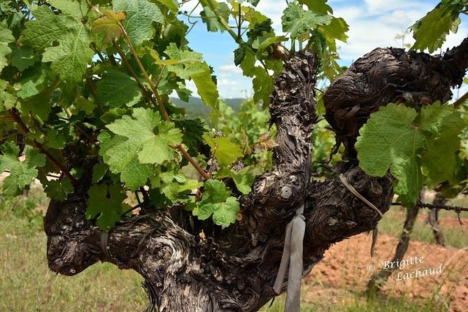 Provence Private Full Day Wine Tour With Wine Tasting - Knowledgeable Wine Guides