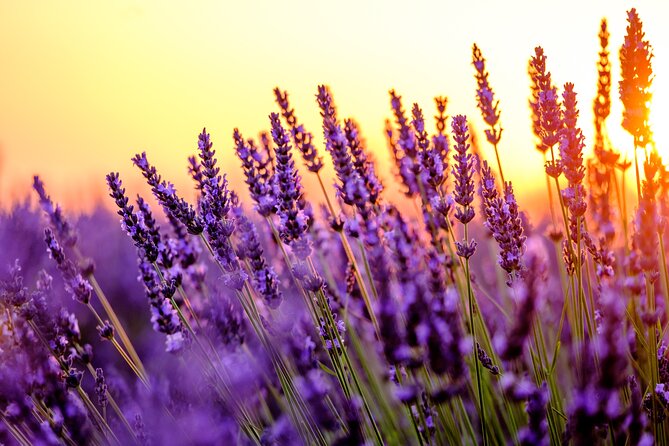Provence Shared Half Day Lavender Tour From Aix En Provence - Tour Accessibility and Suitability
