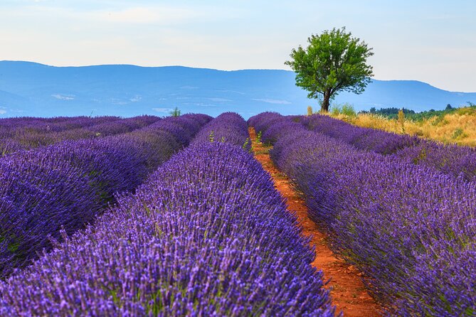 Provence Shared Half Day Lavender Tour From Aix En Provence - Traveler Reviews Highlights