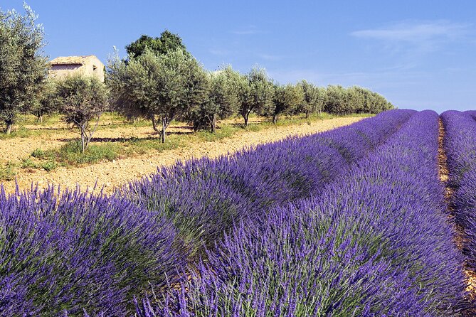 Provence Shared Half Day Lavender Tour From Aix En Provence - Exploring Aix-en-Provence