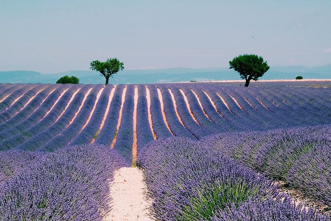 Provence, Vineyards & Lavender Fields Private Day Trip - Quick Points