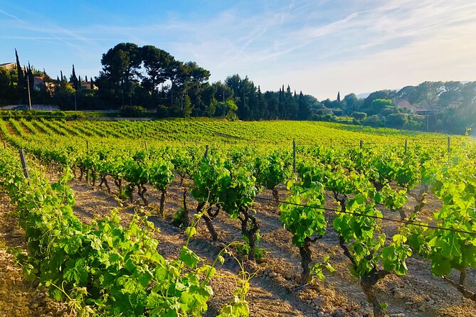 Provence, Vineyards & Lavender Fields Private Day Trip - Traveler Reviews