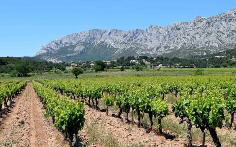 Provence, Vineyards & Lavender Fields Private Day Trip - Witnessing Lavender Field Blooms
