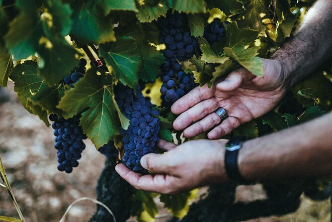 Provence Wine Tour - Private Day Tour From Antibes - Meet the Winemakers