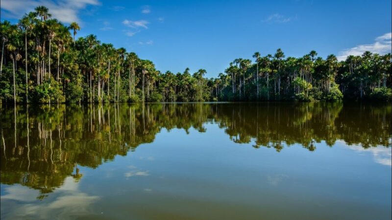 Pto Maldonado: City Tour and Adventure in the Jungle |3D-2N| - Accommodation and Meals