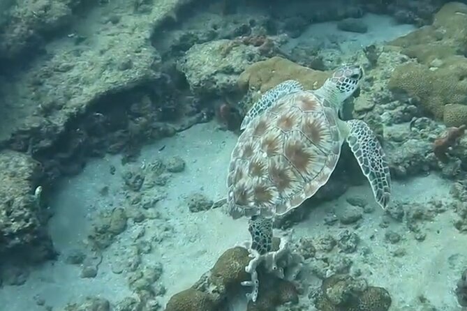 Public Guided Snorkel Tour of Fort Lauderdale Reefs - What to Expect