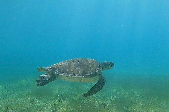 Public or Private Boat Trip to Icacos & Palomino - Potential Drawbacks and Considerations
