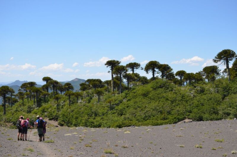 Pucon: Full-Day Villarrica National Park Hike - Activity Overview