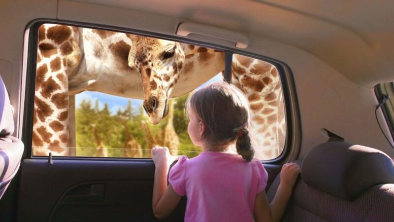 Puebla Africam Safari Park, Live an Unforgettable Adventure! - Tour Details and Logistics