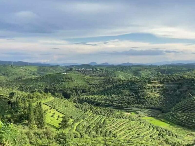 Puer Tea Picking and Tasting | 6 Hour Morning Trip - A Close Look at the Puer Tea Picking and Tasting Tour