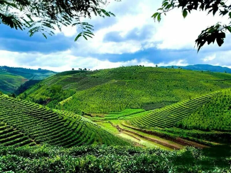 Puer Tea Picking and Tasting | 6 Hour Morning Trip - Key Points