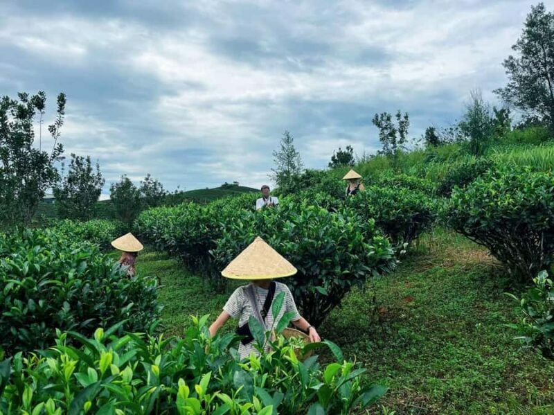 Puer Tea Picking and Tasting | 6 Hour Morning Trip - Why This Tour Offers Real Value
