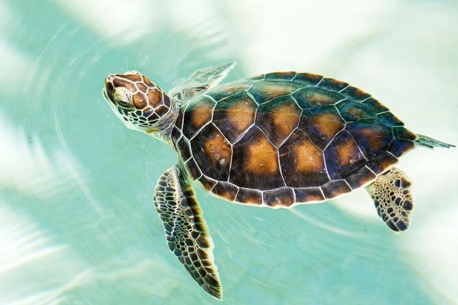 Puerto Angel Exotic Animal Wildlife Experience - Key Points