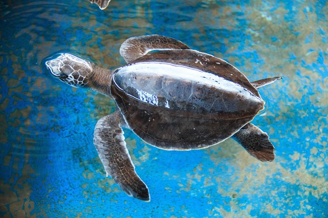Puerto Angel Exotic Animal Wildlife Experience - Transportation and Meeting Points