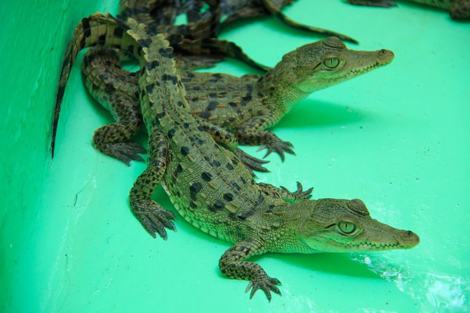Puerto Angel Exotic Animal Wildlife Experience - Pricing and Booking