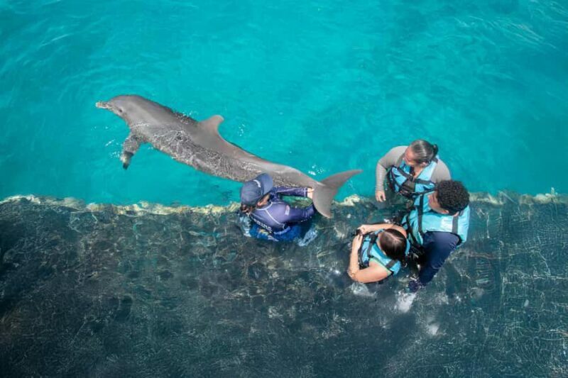 Puerto Aventuras: Dolphin Connection & Manatee Interaction - What to Expect from the Dolphin & Manatee Experience