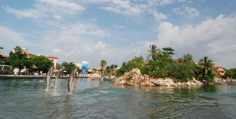 Puerto Aventuras: Dolphin Connection & Manatee Interaction - Who Will Love This Experience?